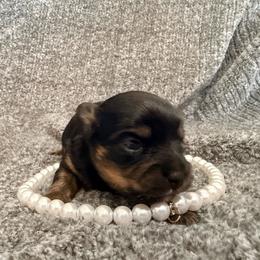 Frances (Baby) - female Chihuahua puppy in Seneca, Missouri from Stephanie’s Puppy Colony