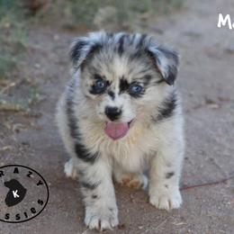 Matcha - Blue merle female Miniature Australian Shepherd puppy in Garden Plain, Kansas from Krazy K Aussies