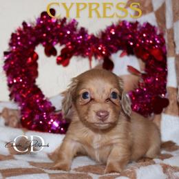 Cypress - Dapple female Dachshund puppy in Huntington, Texas from Camacho_Dachshunds