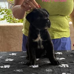 Red Collar - Black female Cane Corso puppy in Paris, Texas from Knucklehead Cane Corso