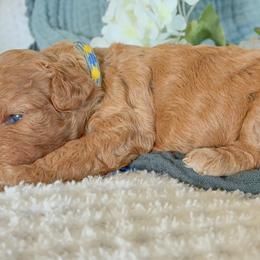 3rd Pick ( Honey) - Apricot female Cavapoo puppy in Marquand, Missouri from Perfectly Playful Doodles