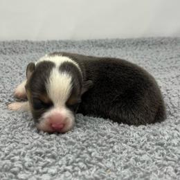 Leo (bluie) - Black and tan male American Corgi puppy in Waco, Texas from The Comma Corgis