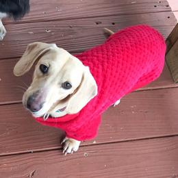 Whip - Dachshund
