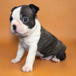 AKC Vito - Brindle and white male Boston Terrier puppy in Galena, Kansas from RottNBostons