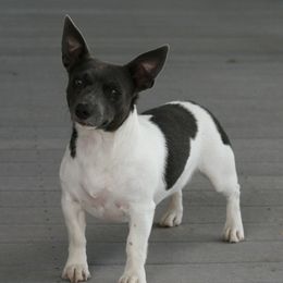 Blueberry - Teddy Roosevelt Terrier