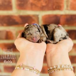Labradoodle puppies from Reddy Poodles & Doodles
