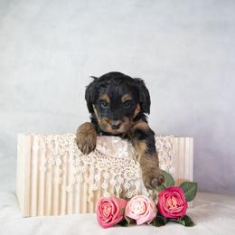 Tiana - Phantom female Bernedoodle puppy in Seffner, Florida from Gold Diamond Pup