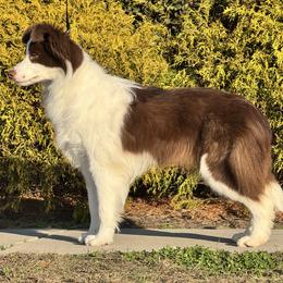 Morello - Red female Border Collie puppy in Dunn, North Carolina from Coylety Kennel