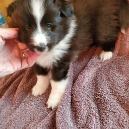 Shetland Sheepdog Puppies from Hawks Acres Shetland Sheepdogs
