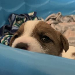 Great Dane and Russell Terrier Puppies from Claddagh Pastures