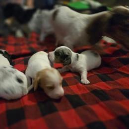 Dachshund puppies from Write Breed Doxies