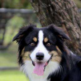CooperDragon (Co Own) - Miniature Australian Shepherd