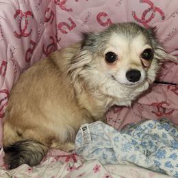 Kya - Chihuahua