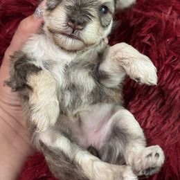 Miniature Schnauzer Puppies from Cali Sun-kissed Schnauzers