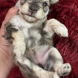 Miniature Schnauzer Puppies from Cali Sun-kissed Schnauzers