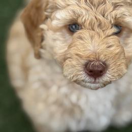 Double Doodle and Goldendoodle Puppies from Red White and Doodle