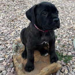 Pink Girl - Black brindle female Cane Corso puppy in Piedmont, South Dakota from Twisted Sisters
