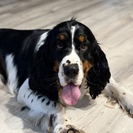 Marvin - English Springer Spaniel