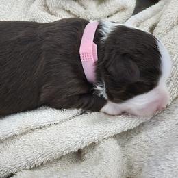 Girl 1 - female Miniature American Shepherd puppy in Plain City, Utah from Burton's Mini American Shepherds