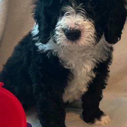 Bernedoodle Puppies from Willow’s Bernedoodle Angels