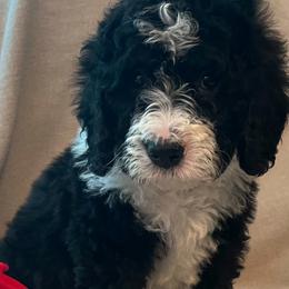 Bernedoodle Puppies from Willow’s Bernedoodle Angels