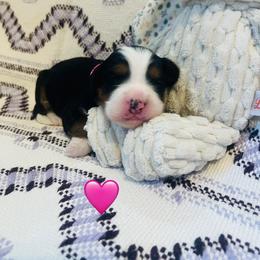 Donner - Tri-color female Bernedoodle puppy in San Juan Capistrano, California from Country Hills Doodles