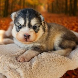 Girl 2 - Silver and white female Pomsky puppy in Yavapai County, Arizona from Pawsh Pomskies