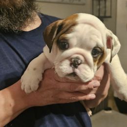 Bulldog Puppies from Magill's Bulldogs