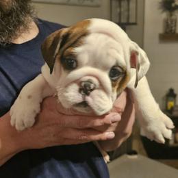 Bulldog Puppies from Magill's Bulldogs