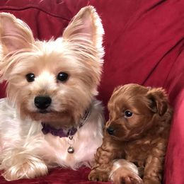Poodles, Yorkipoos, and Yorkshire Terriers from All My Pooches