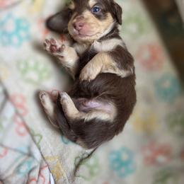 Boy 1 - Chocolate and cream male Dachshund puppy in Minden, Louisiana from Ironwood Creek