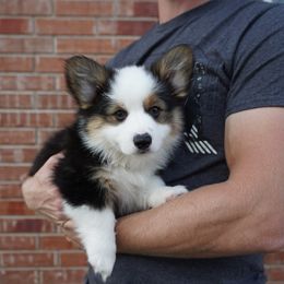Chili 🌶️- Full Fluffy - Black and tan Pembroke Welsh Corgi puppy in Kempner, Texas from Shining A Ranch