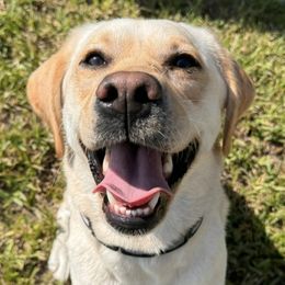 Labrador Retrievers from Little River Labradors