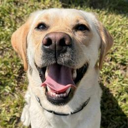 Labrador Retrievers from Little River Labradors
