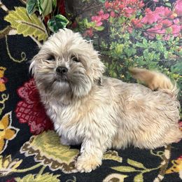 Naomi - Shih Tzu