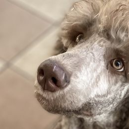 Green - Sable Poodle puppy in Orange Park, Florida from Burt Family Poodles
