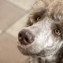 Green - Sable Poodle puppy in Orange Park, Florida from Burt Family Poodles