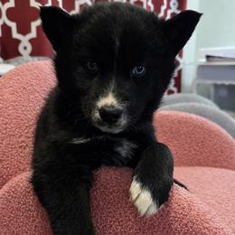 Noelle - Black and white female Siberian Husky puppy in Oakwood, Ohio from Moonlight Siberian Huskies
