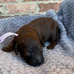 Pink Collar - Brindle female Poodle puppy in Huntsville, Alabama from Flint River Poodles