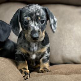 Woody - Dapple male Dachshund puppy in Live Oak, Florida from Johnson’s Weiner Farm