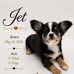 AKC Jet - Merle male Chihuahua puppy in Columbus, Nebraska from Prancy Pawz