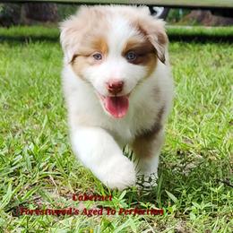 Cabernet - Red merle male Australian Shepherd puppy in Lakeland, Florida from Forestwood Australian Shepherds