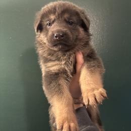 Beni - Blue male German Shepherd puppy in Watervliet, Michigan from M&M Shepherd Farms