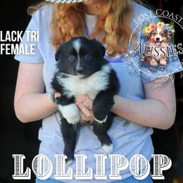 Lollipop - Black tri female Miniature American Shepherd puppy in Ferndale, California from Lost Coast Aussies