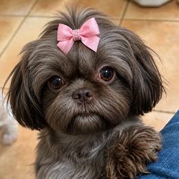 Presley - Shih Tzu