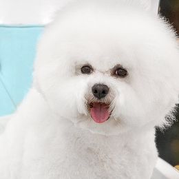 Eriel White Diamond Sofia - Bichon Frise