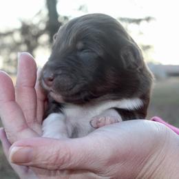Kiki - Red tri-color female Australian Shepherd puppy in Star City, Arkansas from Circle P Farm Australian Shepherds