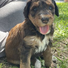 Bernedoodle Puppies from Creekside Doodles