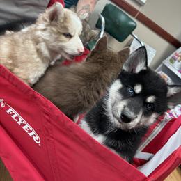 Siberian Husky Puppies from S & J Siberian Huskies