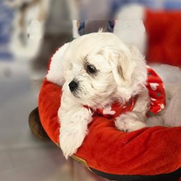 Hot mess pink - White and buff female Bichon Frise puppy in Lavon, Texas from Sissy’s Heavenly Paws